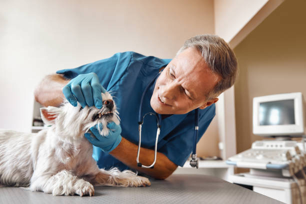 Best Emergency Root Canal Treatment in Stallings, NC